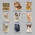 Set of portraits of cats breeds 2 Royalty Free Stock Photo