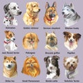 Set of portraits of dog breeds Royalty Free Stock Photo