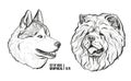 Set of dogs. Breeds Husky and Chow Chow. Graphical vector illustration