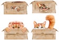 Set of Portraits of a funny cat looking out of the box. Royalty Free Stock Photo