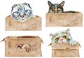 Set of Portraits of a funny cat looking out of the box. Royalty Free Stock Photo