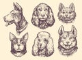 Set of portraits of heads of Dogs of different breeds. Cute pet animals collection. Dog and puppy vector illustration Royalty Free Stock Photo