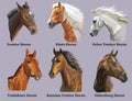 Set of portraits of horses breeds 3 Royalty Free Stock Photo