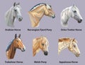 Set of portraits of horses breeds Royalty Free Stock Photo