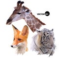 Set of portraits of wild animals a giraffe, white tiger, red Fox realistic in polygonal ,low poly origami style. Royalty Free Stock Photo