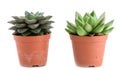 Set of pot plant Echeveria different types isolated on a white b Royalty Free Stock Photo