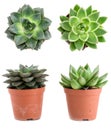 Set of pot plant Echeveria different types isolated on a white b Royalty Free Stock Photo