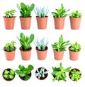 Set of pot plant Echeveria and other succulents in different types isolated on a white background Royalty Free Stock Photo