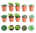 Set of pot plant Echeveria and other succulents in different types isolated on a white background Royalty Free Stock Photo