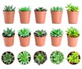 Set of pot plant Echeveria and other succulents in different types isolated on a white background Royalty Free Stock Photo