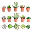 Set of pot plant Echeveria and other succulents in different types isolated on a white background Royalty Free Stock Photo