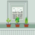 Set Of Pot Plants On Windowsill