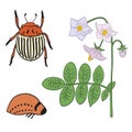 Set with potato beetle imago, larvae and potato flowers.