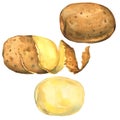 Set of potatoes peeled, in peel, whole isolated, watercolor illustration