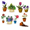 Set of pots with flowers