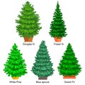 Set of potted christmas vector tree like fir or pine Blue spruce for New year celebration without holiday decoration Royalty Free Stock Photo