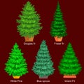 Set of potted christmas vector tree like fir or pine Blue spruce for New year celebration without holiday decoration