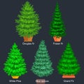 Set of potted christmas vector tree like fir or pine Blue spruce for New year celebration without holiday decoration