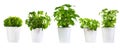Set of potted green plants