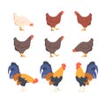 Set Of Poultry Birds Chicken And Rooster. Natural Farm Image Captures The Essence Of Rural Life Promoting Farm Products Royalty Free Stock Photo