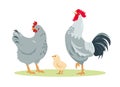 Set of poultry farm chicken family. Rooster, hen and chick
