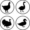 Set poultry modern icon