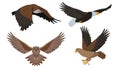 Set of predatory birds in different poses isolated