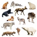 Set of predatory mammals. Isolated over white Royalty Free Stock Photo