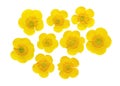 Set of pressed and dried flowers meadow buttercup isolated on white Royalty Free Stock Photo