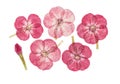 Set of pressed and dried flowers pink phlox,