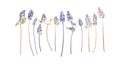 Set of pressed dried lavender flowers