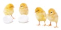 Set of pretty chickens Royalty Free Stock Photo