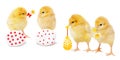 Set of pretty chickens Royalty Free Stock Photo