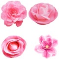 Set Pretty flowers with pink petals. Isolated on white background