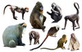 set of primates Royalty Free Stock Photo