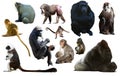 Set of primates Royalty Free Stock Photo