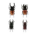 Set of Prosopocoilus inclinatus beetles isolated on white background