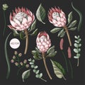 Set of protea flowers, eucalyptus and leaves isolated. Vector.