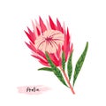 Set of protea flowers. Vector digital modern art. Bright pink, red, rose ang green colors. Bloosoms and leaves. Tropical Royalty Free Stock Photo