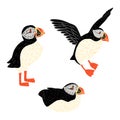 Set Puffins isolated on white background. Cute seabirds in different poses sit, stand, flying. Character Fratercula arctica in Royalty Free Stock Photo