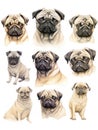 Set of pug dogs isolated on white background Royalty Free Stock Photo