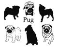 Set of pugs. Collection of pedigree dogs. Black and white illustration of a pug dog. Vector drawing of a pet. Tattoo.