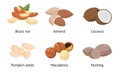 Set of pumpkin seeds, macadamia, nutmeg, brazil nut, almond, coconut. Vector illustration in flat cartoon style Royalty Free Stock Photo