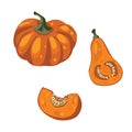 Set with pumpkins. Different pumpkins kinds, halfs and wholes