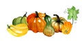 Set of pumpkins of different varieties