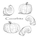 Set of pumpkins , isolated images on w hite background Royalty Free Stock Photo