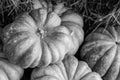 Set of pumpkins lies on a hay tinted base gray design vegetable