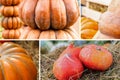 Set of pumpkins orange mini in the hay, tower of vegetables pattern autumn