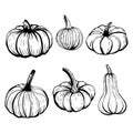 Set of pumpkins outline sketches in black ink on white background