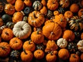 Set of pumpkins and squashes. Autumn vegetables. Top view of orange fresh pumpkins. Halloween and Thanksgiving autumn concept.